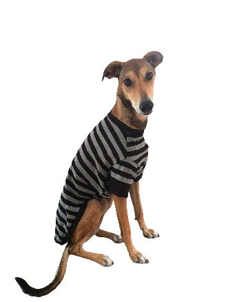 Short Sleeve Grey Striped Dog Coat/ Black Ribbing