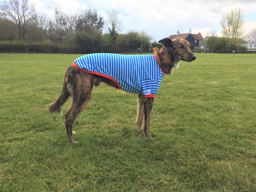 Benefits Of Dog Clothing