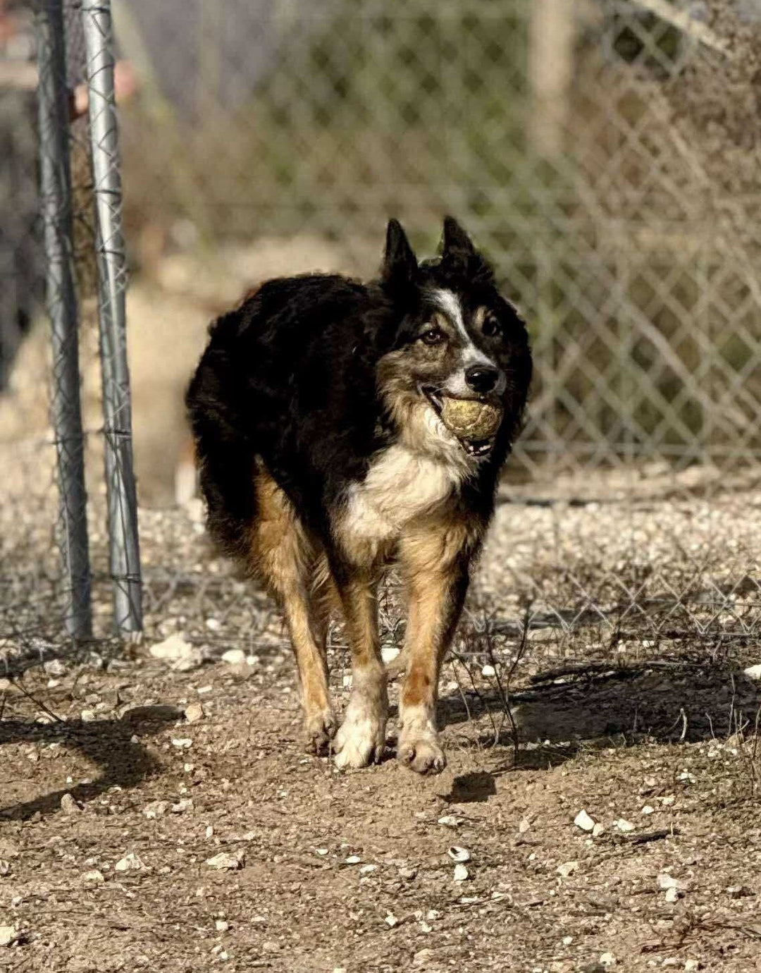 The Importance of Adoption & Fostering Dogs