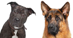 Bad Dogs Or Just Bad Owners?