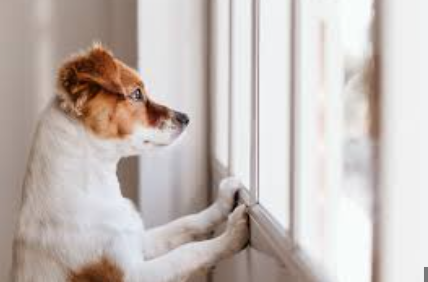 Kennels Vs Homestay- Which is best for your dog?