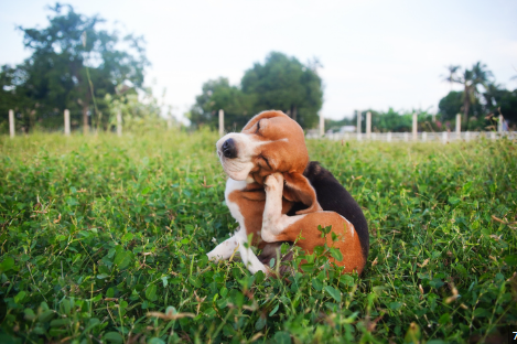 Important Facts About Tick & Flea Prevention In Dogs