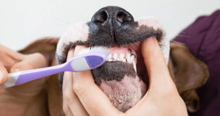 Oral Health In Our Canine Friends