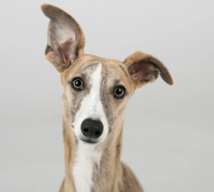 An Insight Into The World Of Sighthounds