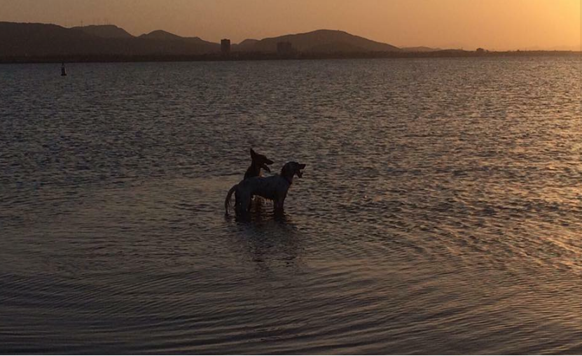 Travelling With Your Pooch Pals