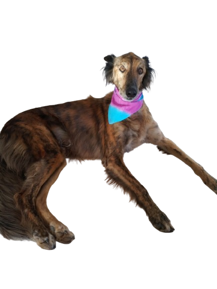 Blue & Purple Dog Bandana